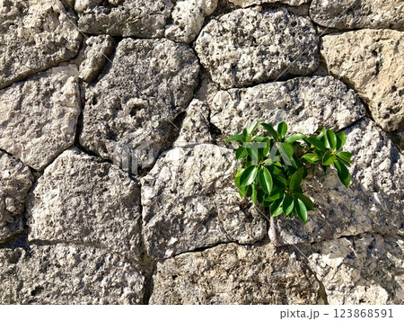 沖縄の石垣 竹富島 沖縄の石垣 竹富島 123868591