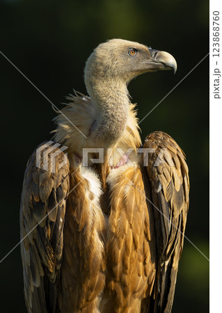 Eurasian Griffon Vulture 123868760