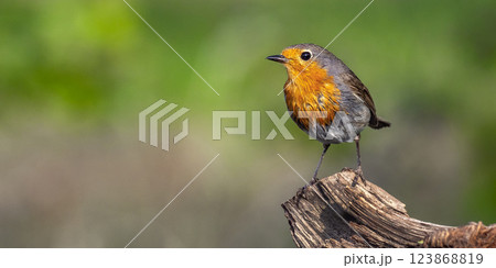 Robin Robin 123868819