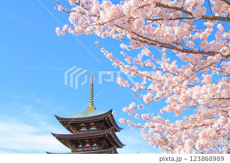 愛知県名古屋市、覚王山日泰寺五重塔と桜の風景 123868989