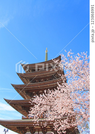 愛知県名古屋市、覚王山日泰寺五重塔と桜の風景 123868991