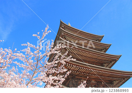 愛知県名古屋市、覚王山日泰寺五重塔と桜の風景 123868993