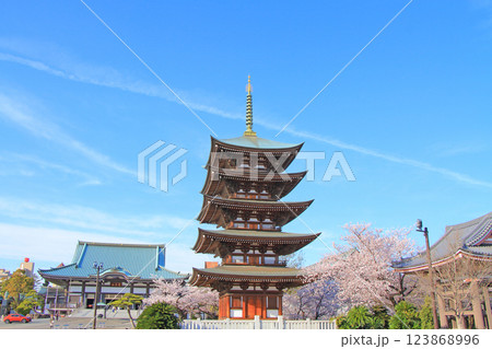 愛知県名古屋市、覚王山日泰寺五重塔と桜の風景 愛知県名古屋市、覚王山日泰寺五重塔と桜の風景 123868996