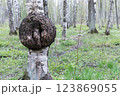 The growth of birch 123869055