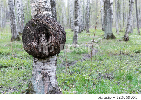 The growth of birch The growth of birch 123869055