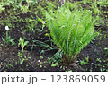 Green fern 123869059