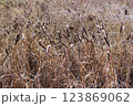 Overgrown with reeds of lake in the late of autumn 123869062