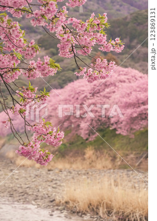 河津川沿いに咲く河津桜 123869131