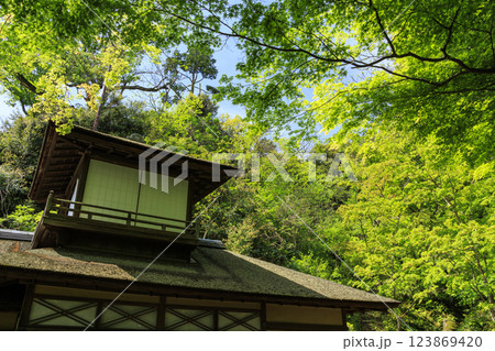 神奈川県横浜市の景勝地の三渓園・三溪園の新緑 123869420