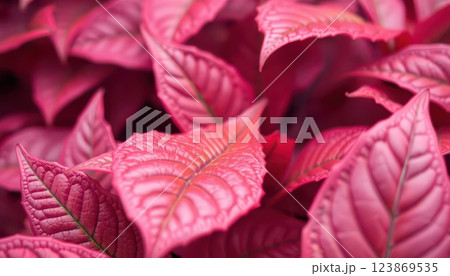 a close up of a plant with red leaves and brown leaves  123869535
