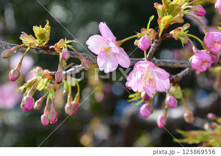 開花し始めた河津桜(カワヅザクラ) 開花し始めた河津桜(カワヅザクラ) 123869556