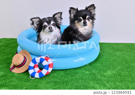 愛犬のプール遊び　ロングコートチワワ 123869591