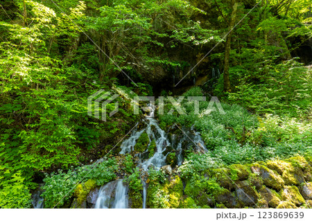 【長野県】白骨温泉 竜神の滝・沢に咲く白い花 【長野県】白骨温泉 竜神の滝・沢に咲く白い花 123869639