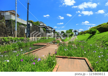 【熊本県】晴天の高瀬裏川水際緑地公園の花菖蒲 【熊本県】晴天の高瀬裏川水際緑地公園の花菖蒲 123869811