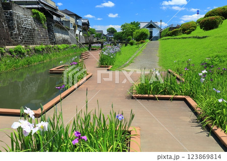 【熊本県】晴天の高瀬裏川水際緑地公園の花菖蒲 【熊本県】晴天の高瀬裏川水際緑地公園の花菖蒲 123869814