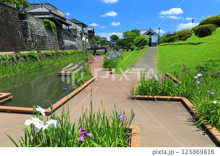 【熊本県】晴天の高瀬裏川水際緑地公園の花菖蒲 123869816