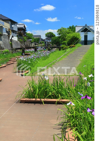【熊本県】晴天の高瀬裏川水際緑地公園の花菖蒲 123869818