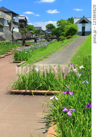 【熊本県】晴天の高瀬裏川水際緑地公園の花菖蒲 【熊本県】晴天の高瀬裏川水際緑地公園の花菖蒲 123869820