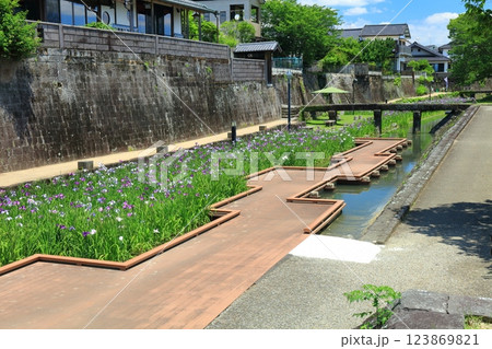 【熊本県】晴天の高瀬裏川水際緑地公園の花菖蒲 【熊本県】晴天の高瀬裏川水際緑地公園の花菖蒲 123869821