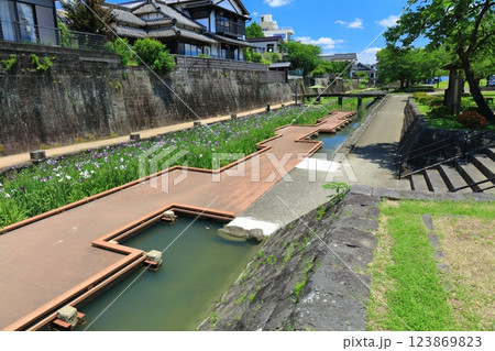 【熊本県】晴天の高瀬裏川水際緑地公園の花菖蒲 【熊本県】晴天の高瀬裏川水際緑地公園の花菖蒲 123869823