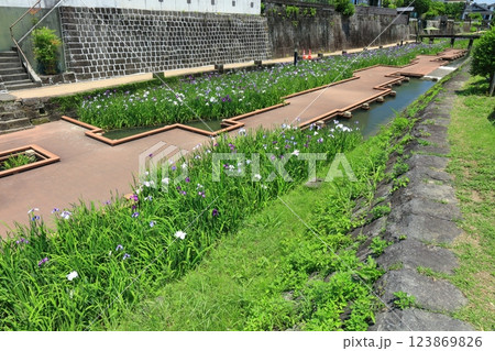 【熊本県】晴天の高瀬裏川水際緑地公園の花菖蒲 123869826