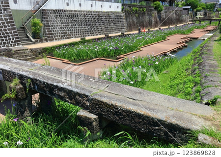【熊本県】晴天の高瀬裏川水際緑地公園の花菖蒲 123869828
