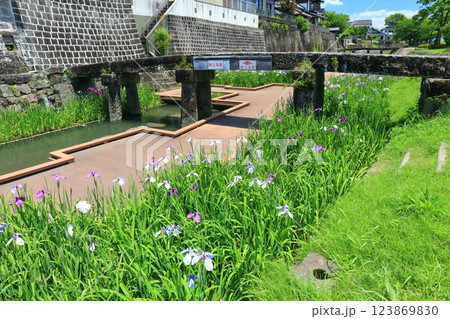 【熊本県】晴天の高瀬裏川水際緑地公園の花菖蒲 123869830
