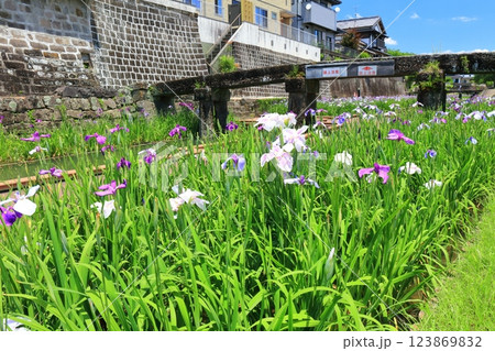 【熊本県】晴天の高瀬裏川水際緑地公園の花菖蒲 123869832