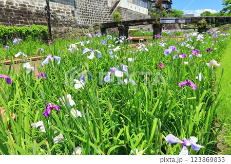 【熊本県】晴天の高瀬裏川水際緑地公園の花菖蒲 123869833