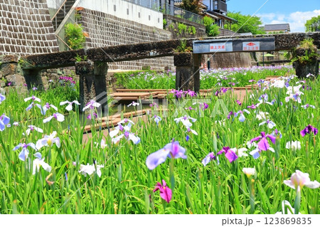 【熊本県】晴天の高瀬裏川水際緑地公園の花菖蒲 123869835