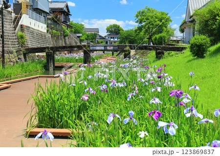 【熊本県】晴天の高瀬裏川水際緑地公園の花菖蒲 123869837