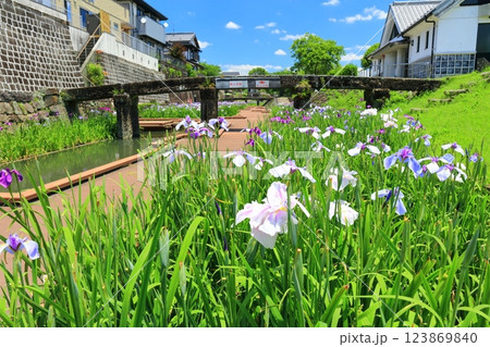 【熊本県】晴天の高瀬裏川水際緑地公園の花菖蒲 123869840
