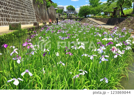 【熊本県】晴天の高瀬裏川水際緑地公園の花菖蒲 123869844