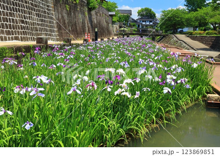 【熊本県】晴天の高瀬裏川水際緑地公園の花菖蒲 123869851