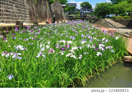 【熊本県】晴天の高瀬裏川水際緑地公園の花菖蒲 123869853