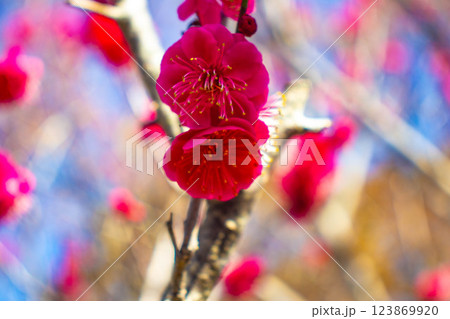 【京都風景】梅宮大社 紅白の梅が開花の揃い踏み 【京都風景】梅宮大社 紅白の梅が開花の揃い踏み 123869920