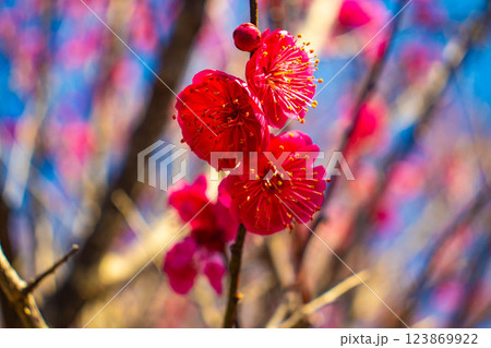 【京都風景】梅宮大社 紅白の梅が開花の揃い踏み 【京都風景】梅宮大社 紅白の梅が開花の揃い踏み 123869922