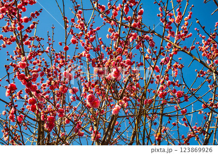 【京都風景】梅宮大社 紅白の梅が開花の揃い踏み 【京都風景】梅宮大社 紅白の梅が開花の揃い踏み 123869926