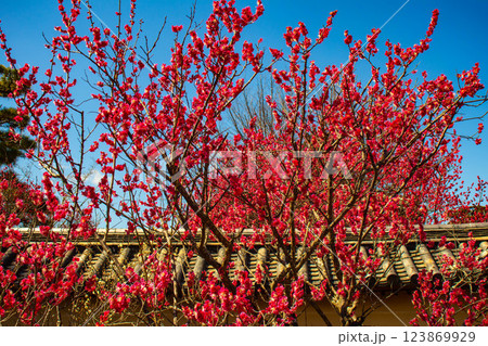 【京都風景】梅宮大社　紅白の梅が開花の揃い踏み 123869929
