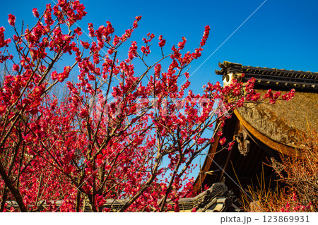 【京都風景】梅宮大社　紅白の梅が開花の揃い踏み 123869931