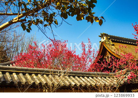 【京都風景】梅宮大社 紅白の梅が開花の揃い踏み 【京都風景】梅宮大社 紅白の梅が開花の揃い踏み 123869933