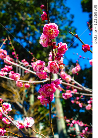 【京都風景】梅宮大社 紅白の梅が開花の揃い踏み 【京都風景】梅宮大社 紅白の梅が開花の揃い踏み 123869939