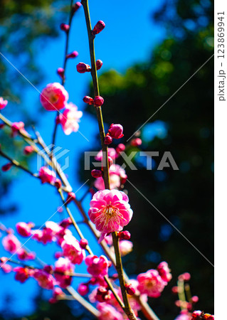 【京都風景】梅宮大社 紅白の梅が開花の揃い踏み 【京都風景】梅宮大社 紅白の梅が開花の揃い踏み 123869941