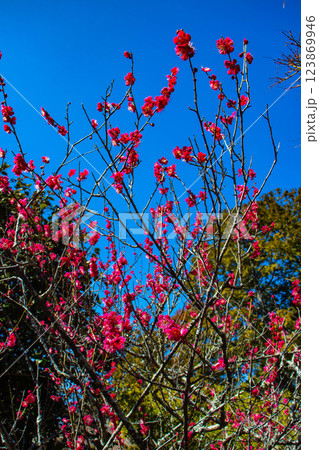 【京都風景】梅宮大社　紅白の梅が開花の揃い踏み 123869946