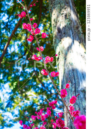 【京都風景】梅宮大社　紅白の梅が開花の揃い踏み 123869951