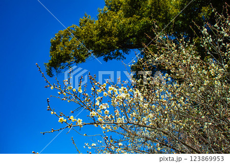 【京都風景】梅宮大社 紅白の梅が開花の揃い踏み 【京都風景】梅宮大社 紅白の梅が開花の揃い踏み 123869953