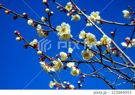【京都風景】梅宮大社　紅白の梅が開花の揃い踏み 123869955