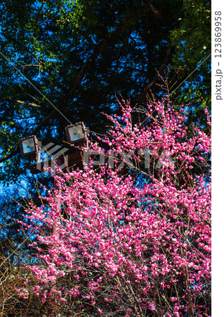 【京都風景】梅宮大社　紅白の梅が開花の揃い踏み 123869958