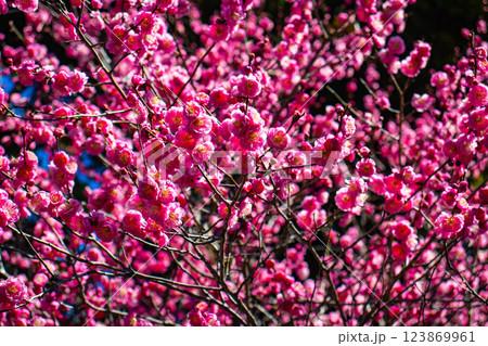 【京都風景】梅宮大社　紅白の梅が開花の揃い踏み 123869961