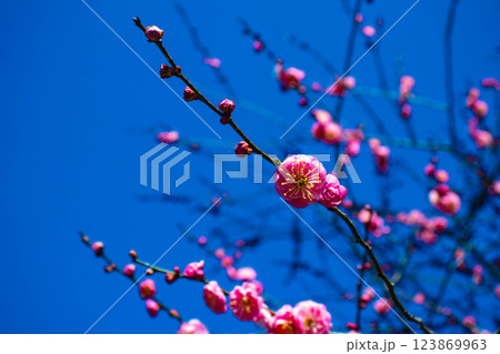 【京都風景】梅宮大社　紅白の梅が開花の揃い踏み 123869963